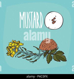 Set of isolated plant Mustard seeds herb with flowers, leaves, Simple round icon of Mustard on white background, Lettering inscription Mustard Stock Vector