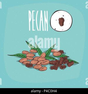 Set of isolated plant Pecan nuts herb with leaves, Simple round icon of Pecan nuts on white background, Lettering inscription Pecan Stock Vector