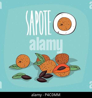 Set of isolated plant Sapote fruits herb with leaves, seeds, Simple round icon of Pouteria sapota with seeds on white background, Lettering inscriptio Stock Vector