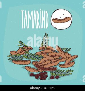Set of isolated plant Tamarind fruits herb with leaves, seeds, Simple round icon of Tamarindus indica on white background, Lettering inscription Tamar Stock Vector