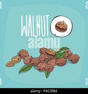 Set of isolated plant Walnut nuts herb with leaves, Simple round icon of Juglans regia on white background, Lettering inscription Walnut Stock Vector