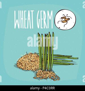 Set of isolated plant Wheat germ grains herb with cereals, Simple round icon of Cereal germs on white background, Lettering inscription Wheat germ Stock Vector