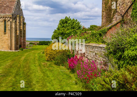 Red valerian flowers growing against a stone wall in a seaside churchyard, St Aidan's, Bamburgh, Northumberland, UK. June 2018. Stock Photo