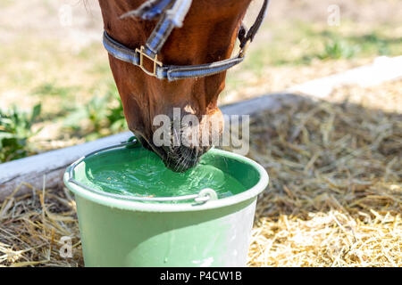 Beautiful brown thoroughbred horse drinking water from bucket. Thirst during hot summer day. Thirsty animal at farm. Stock Photo