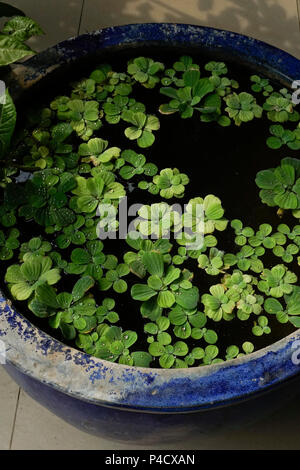 Pistia is a genus of invasive aquatic plant in the arum family, Araceae. The single species it comprises, Pistia stratiotes, is often called water cab Stock Photo
