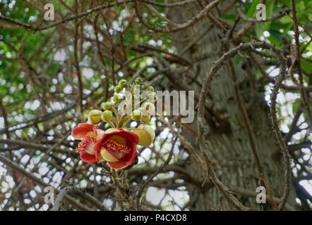 The Shorea siamensis (couroupita guianensis) tree is also called dark red meranti, light red meranti, or red lauan and  is a species of plant in the D Stock Photo