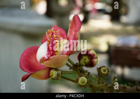 The Shorea siamensis (couroupita guianensis) tree is also called dark red meranti, light red meranti, or red lauan and  is a species of plant in the D Stock Photo