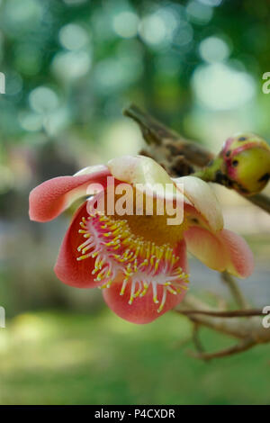 The Shorea siamensis (couroupita guianensis) tree is also called dark red meranti, light red meranti, or red lauan and  is a species of plant in the D Stock Photo