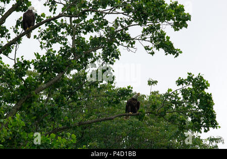 Two Bald Eagles perched in  tree Stock Photo