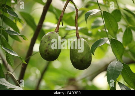 Ambarella (June Plum) Stock Photo