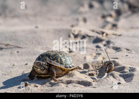 Plains Box Turtle, (Terrapene ornate ornate), Mescalero Sands, Chaves ...