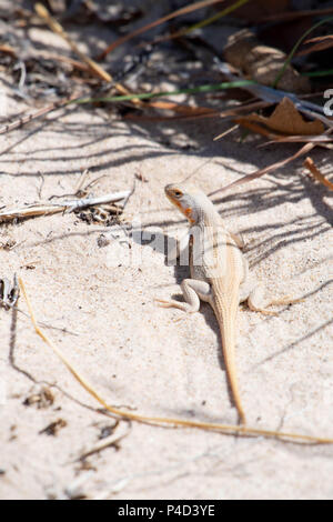 Sand Dune lizard, (Sceloporus arenicolus), female in breeding coloration.  Mescalero Sands, Chaves co., New Mexico, USA> Stock Photo