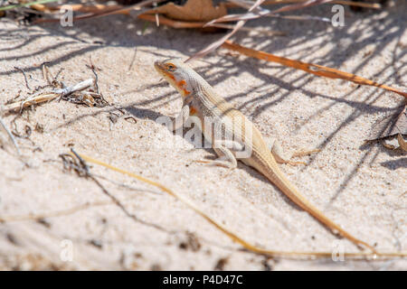 Sand Dune lizard, (Sceloporus arenicolus), female in breeding coloration.  Mescalero Sands, Chaves co., New Mexico, USA> Stock Photo