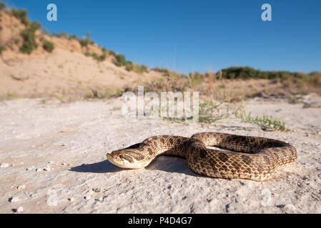 Plains Hog-nosed Snake, (Heterodon nasicus nasicus), Mescalero Sands, Chaves co., New Mexico, USA. Stock Photo