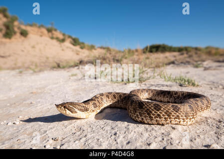 Plains Hog-nosed Snake, (Heterodon nasicus nasicus), Mescalero Sands, Chaves co., New Mexico, USA. Stock Photo