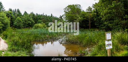 Worgreens wildlife pond, Forest of Dean, Gloucestershire Stock Photo