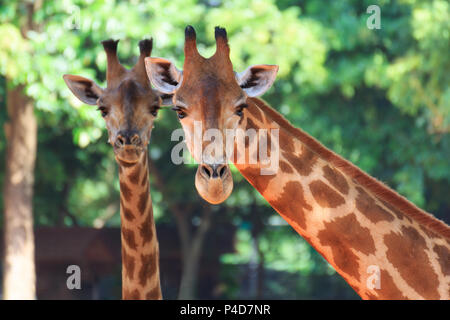 Portrait with two head giraffe on tree background.