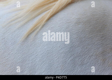 Close up white skin and blond hair horse texture, horizental pattern background. Stock Photo