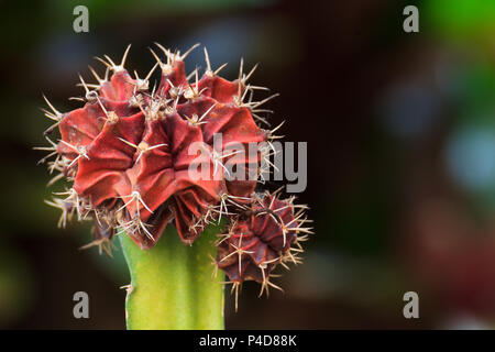 Close up cactus flower tree on the garden background. Stock Photo