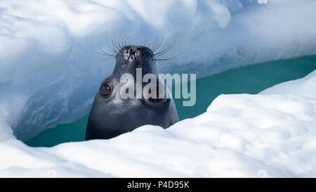 Weddell Seal coming up to breathe in a hole in the sea ice