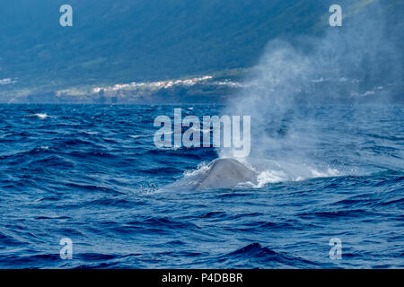 Blue whale blowing as it surfaces Stock Photo
