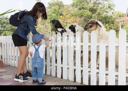 Asian beautiful mother is take care your cute new born baby feeding grass for sheeps iin the farm, Activities family to enhance the learning experienc Stock Photo
