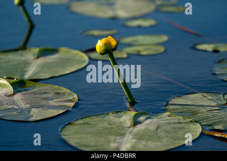 Small Yellow Lotus floating on blue water in Danube Delta, Europe Stock Photo