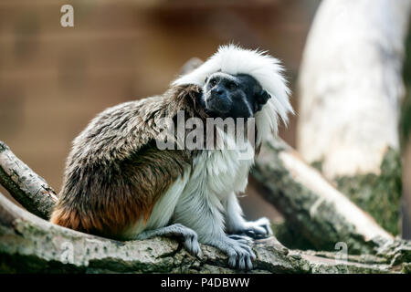 A close-up of a  monkey or pileted gibbon is sitting on a tree  on a warm summer day Stock Photo