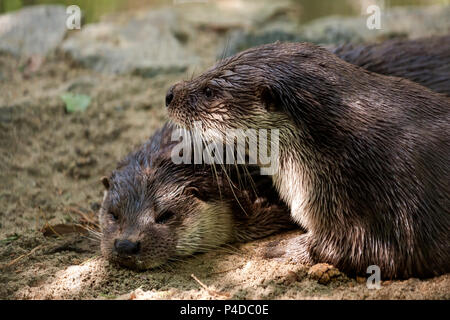 A close-up will erase two brown otters on the shore near the river, one is asleep, and the second blubber looks into the camera, Stock Photo