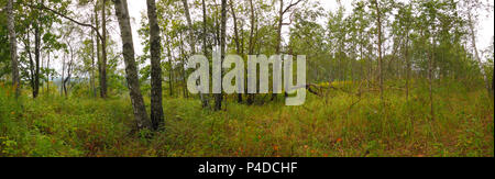 Grassy forest with birch and aspen trees. Poland, The Holy Cross Mountains. Stock Photo