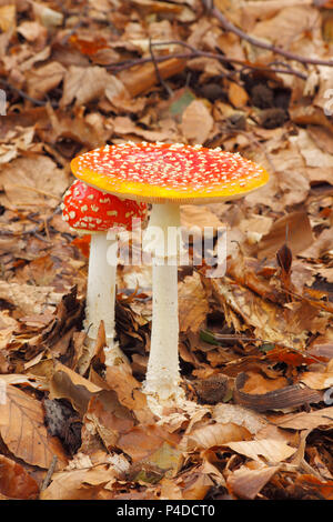 Young and mature Fly Agaric (Amanita muscaria) mushrooms growing in a forest. Poland, The Holy Cross Mountains.