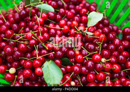 Ripe cherries with stalks and leaves in basket after harvest Stock Photo