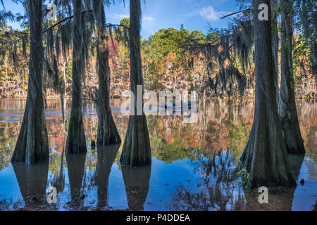 Two men in motorboat, bald cypress trees at Big Cypress Bayou in Caddo Lake State Park, Texas, USA Stock Photo