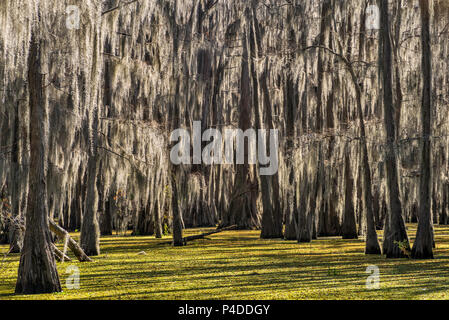 Bald cypress trees covered with spanish moss at swamp in late autumn, South Shore area at Caddo Lake, Texas, USA Stock Photo