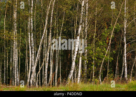 Birches on a forest border. Poland, The Holy Cross Mountains. Stock Photo