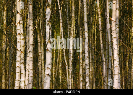 Shady Birch forest detail. Poland, The Holy Cross Mountains. Stock Photo