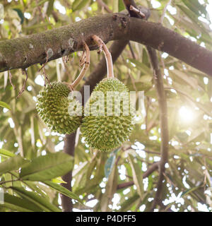 The king of fruits durian on tree in orchard. Stock Photo