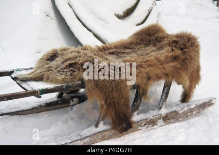 Bear's hide lies on a sleigh near the Sami yurt Stock Photo