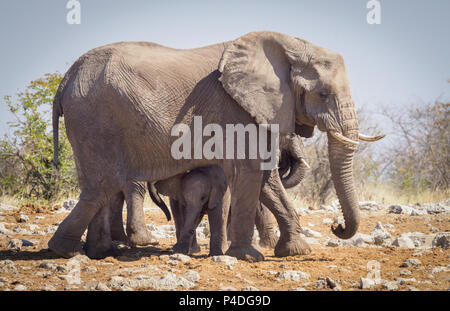 Etosha National Park Namibia Stock Photo