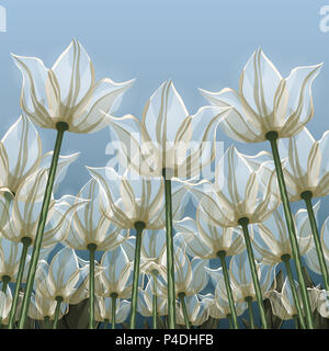 Abstract flowers, bottom view against the blue sky, vector illustration, colorful drawing. Drawn white transparent air buds, petal and flower stalks g Stock Photo