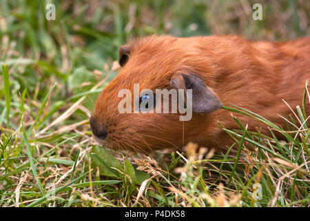 red baby guinea pig in the grass Stock Photo