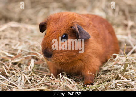 young guinea pig sitting on the hay Stock Photo