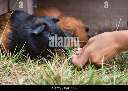 hand feeding young guinea pigs in the cage Stock Photo