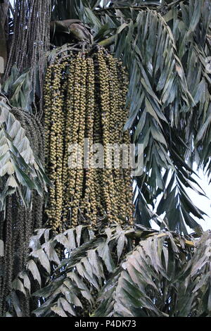 Jaggery Palm (Kithul) Tree with Flowers Stock Photo