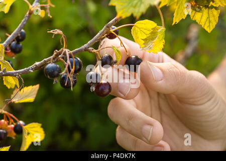 hand picking ripe berries of black currant Stock Photo