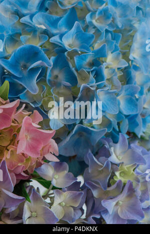 Close up of Multi colored hydrangea blossoms Stock Photo