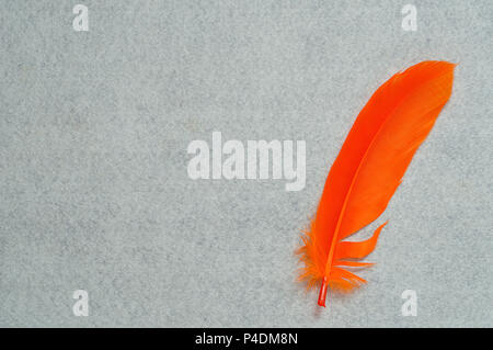 An orange feather on a white background Stock Photo