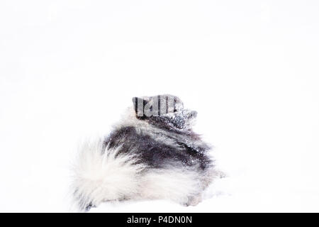 A dog of the breed keeshond resting in the snow Stock Photo
