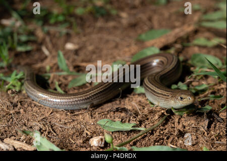 Italian Three-toed Skink, Luscengola, Chalcides chalcides , Scincidae, Rascino Plateau, Rieti, Lazio, Italy Stock Photo