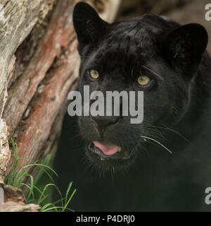 Stunning portrait of black panther panthera pardus in colorful landscape Stock Photo